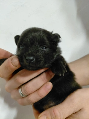 Foglalható Spicc kutyusok - kép 5