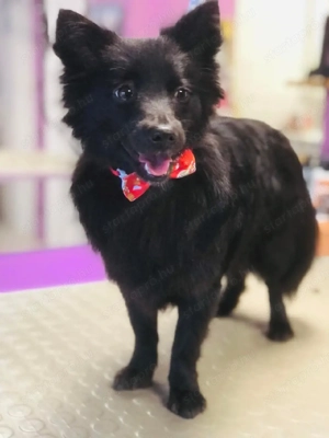 Foglalható Spicc kutyusok - kép 3