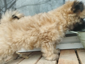 Bichon havanese kisl ny - kép 3