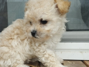 Bichon havanese kisl ny - kép 3