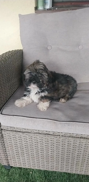 Eladó Bichon Havanese kiskutyák - kép 4