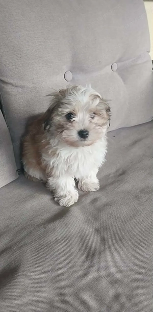 Eladó Bichon Havanese kiskutyák