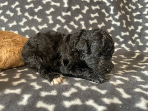 Pomapoo kiskutyák - kép 5