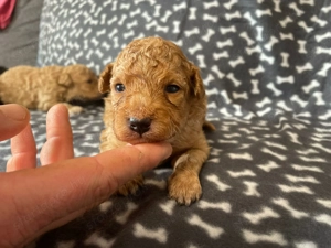 Pomapoo kiskutyák - kép 4