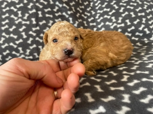 Pomapoo kiskutyák - kép 3