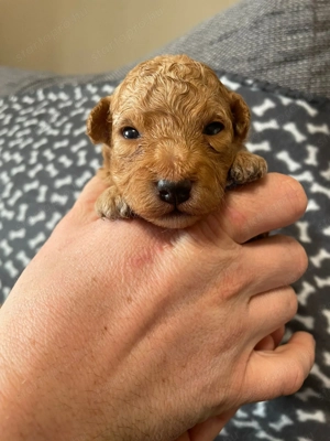 Pomapoo kiskutyák - kép 6