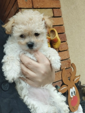 Bichon havanese kisl ny - kép 2