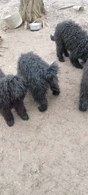 Puli kölykök eladók! - kép 4