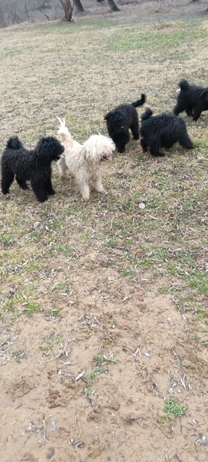 Puli kölykök eladók! - kép 2