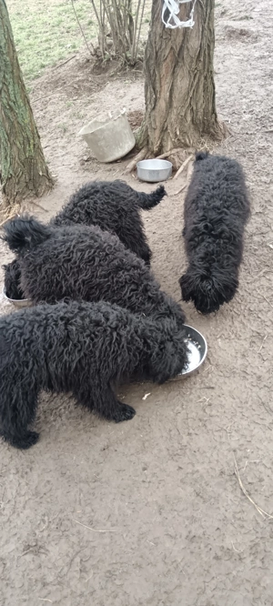 Puli kölykök eladók! - kép 3