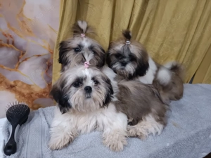 Sicu lányok és fiú