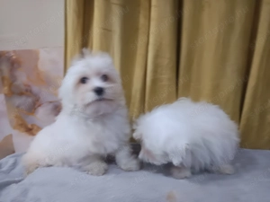 Gyönyörű máltai sejem fiúk  - kép 3