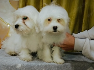 Gyönyörű máltai sejem fiúk  - kép 2