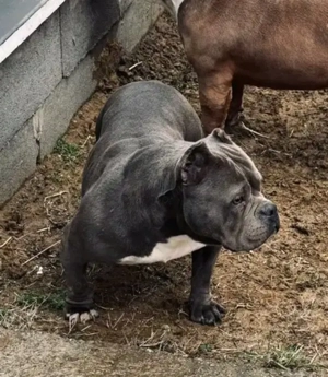 American bully muscletons  - kép 2