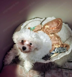 Máltai selyem kislány 