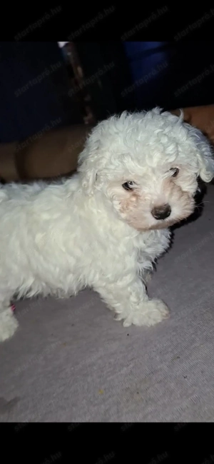 Máltai selyem kislány  - kép 2