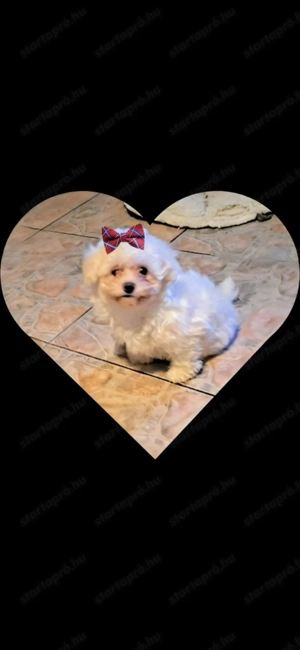 Máltai selyem kislány  - kép 6