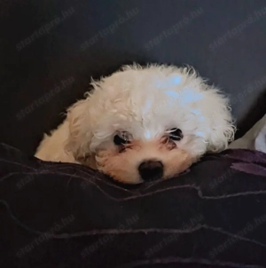 Máltai selyem kislány  - kép 4