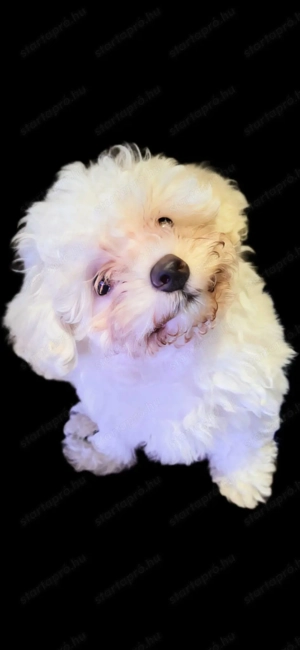 Máltai selyem kislány  - kép 7