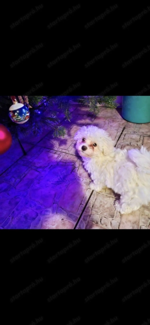 Máltai selyem kislány  - kép 8