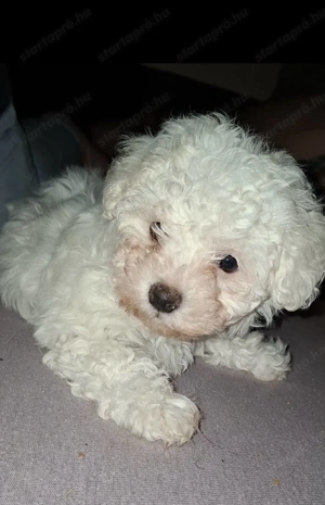 Máltai selyem kislány  - kép 3