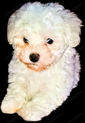 Máltai selyem kislány  - kép 5