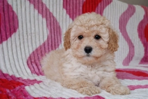 eladó törpe uszkár kiskutyák  - kép 2