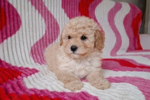 eladó törpe uszkár kiskutyák  - kép 3