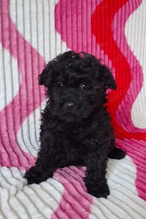 toy - törpe uszkár babák eladók - kép 4