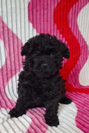 toy - törpe uszkár babák eladók - kép 5