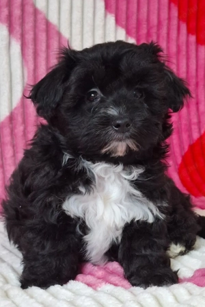különleges maltipoo mini lány - kép 2