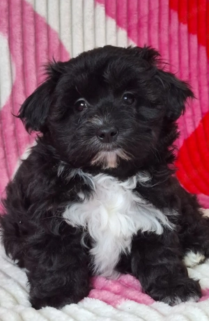 különleges maltipoo mini lány - kép 3