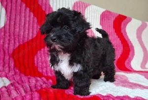 különleges maltipoo mini lány - kép 4