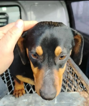 Jászladányi gyepmesteri telep gazdakeresői sos