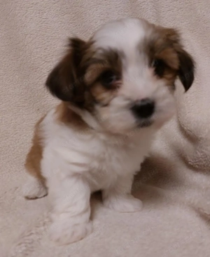 Havenese kiskutya költözne  - kép 2