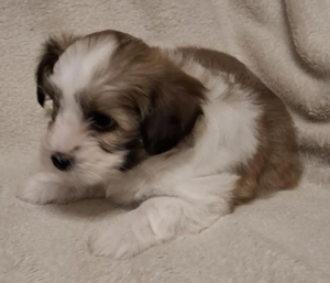 Havenese kiskutya költözne  - kép 3