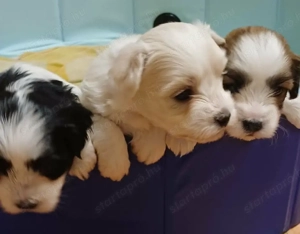 Fehér Bichon Havanese kiskutya - kép 4