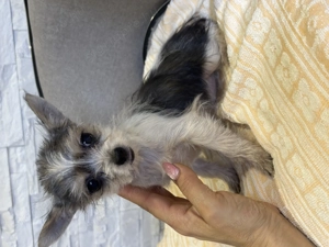 Csivava extramini kislány bocifoltos  - kép 3