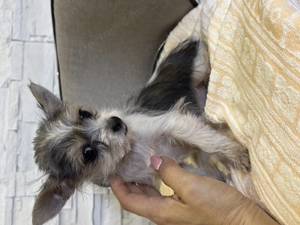 Csivava extramini kislány bocifoltos  - kép 2