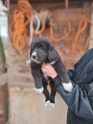 Eladó közép -ázsiai juhász kutyusok - kép 3