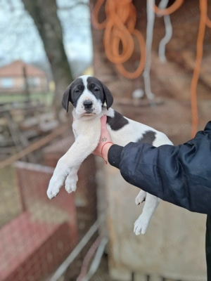 Eladó közép -ázsiai juhász kutyusok - kép 5