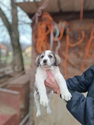 Eladó közép -ázsiai juhász kutyusok - kép 2