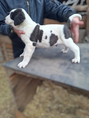 Eladó közép -ázsiai juhász kutyusok - kép 4