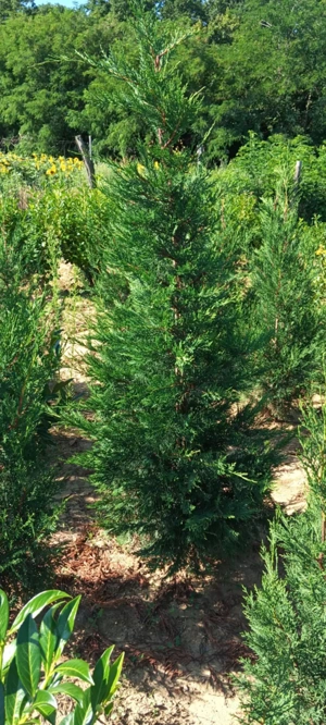Leylandi ciprusok, tiszafák, bokros,  babérmeggyek sövénynek, dísznövények a termelőtől eladók! - kép 3