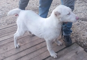 Közép Ázsiai juhász kölyök  - kép 2