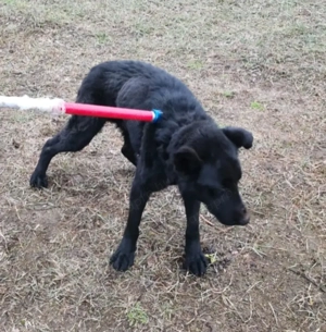 Jászladányi ebrendészeti telep gazdakeresői - kép 11