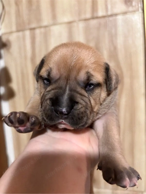 Eladó Stafford kiskutya - kép 3