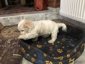 Eladó Bichon Havanese kiskutya - kép 7