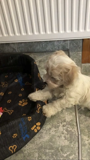 Eladó Bichon Havanese kiskutya - kép 8