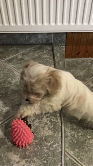 Eladó Bichon Havanese kiskutya - kép 5